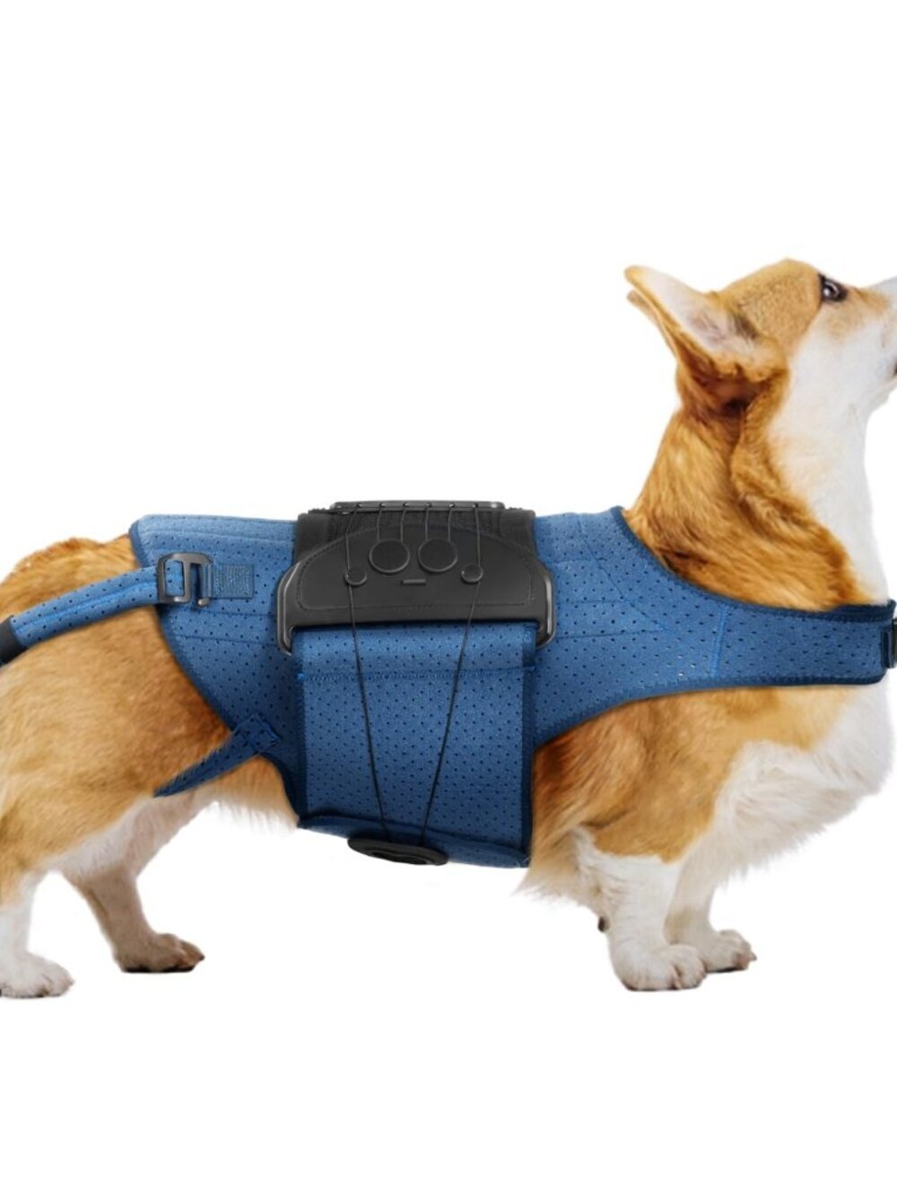 Dog Back Brace for IVDD, Arthritis, Slipped and Herniated Discs